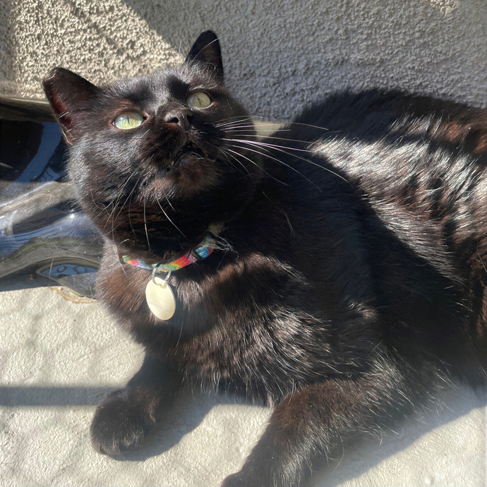 Lindsey's Sacramento Cat Sitting