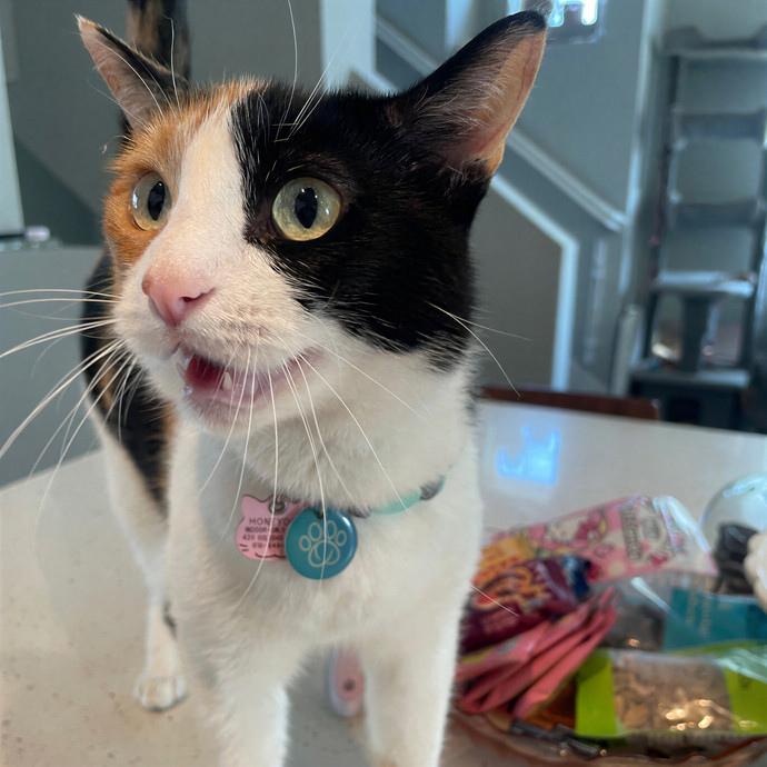 Lindsey's Sacramento Cat Sitting