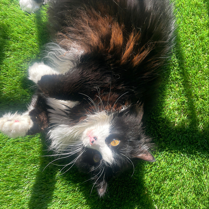 Lindsey's Sacramento Cat Sitting