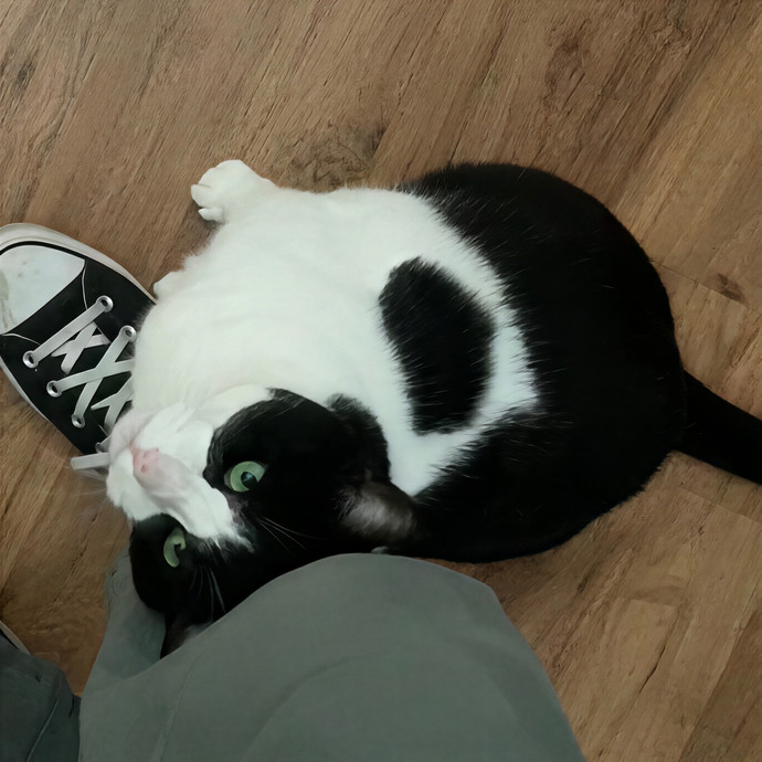 Lindsey's Sacramento Cat Sitting