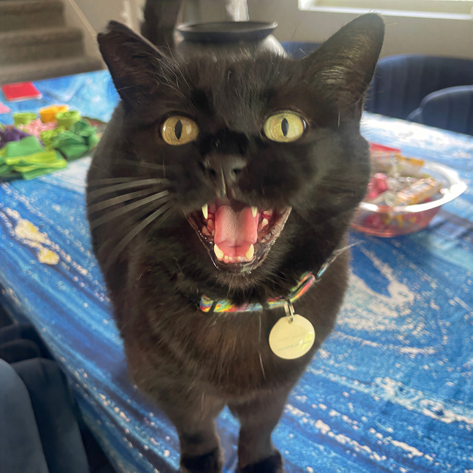 Lindsey's Sacramento Cat Sitting