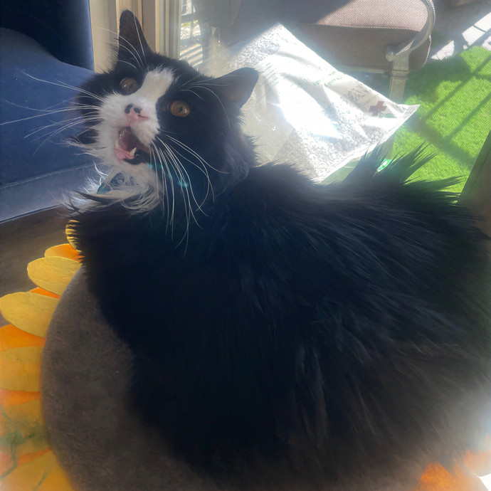 Lindsey's Sacramento Cat Sitting