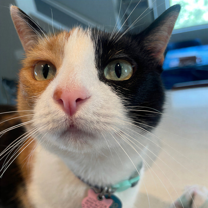 Lindsey's Sacramento Cat Sitting