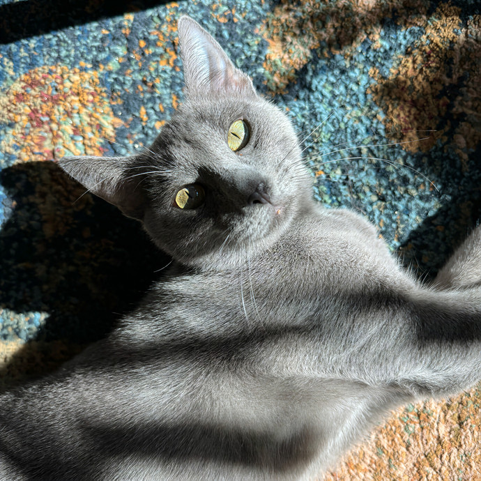 Lindsey's Sacramento Cat Sitting