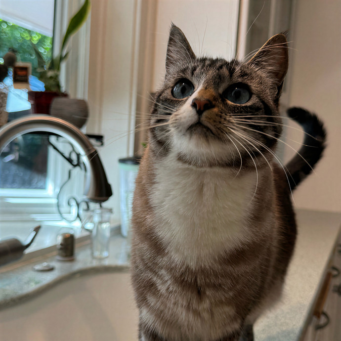 Lindsey's Sacramento Cat Sitting