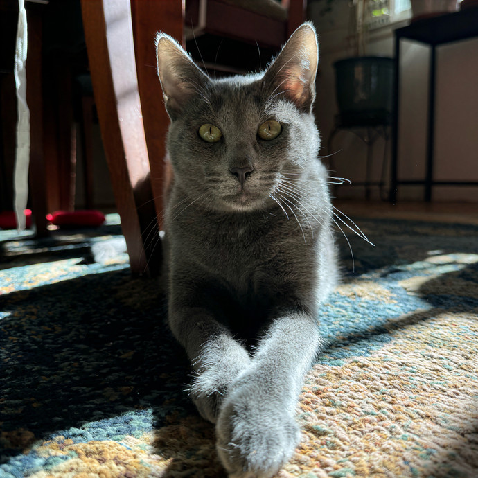 Lindsey's Sacramento Cat Sitting