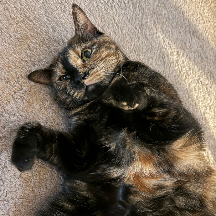 Lindsey's Sacramento Cat Sitting