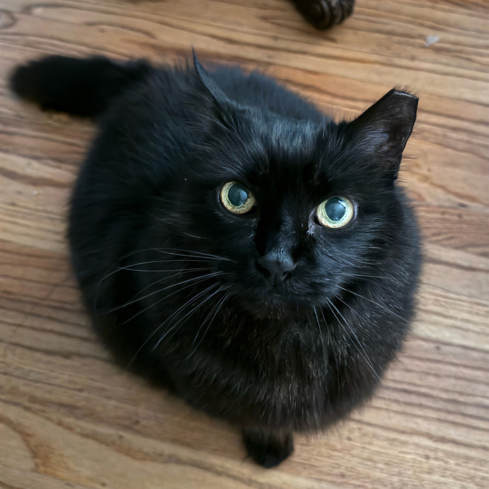 Lindsey's Sacramento Cat Sitting