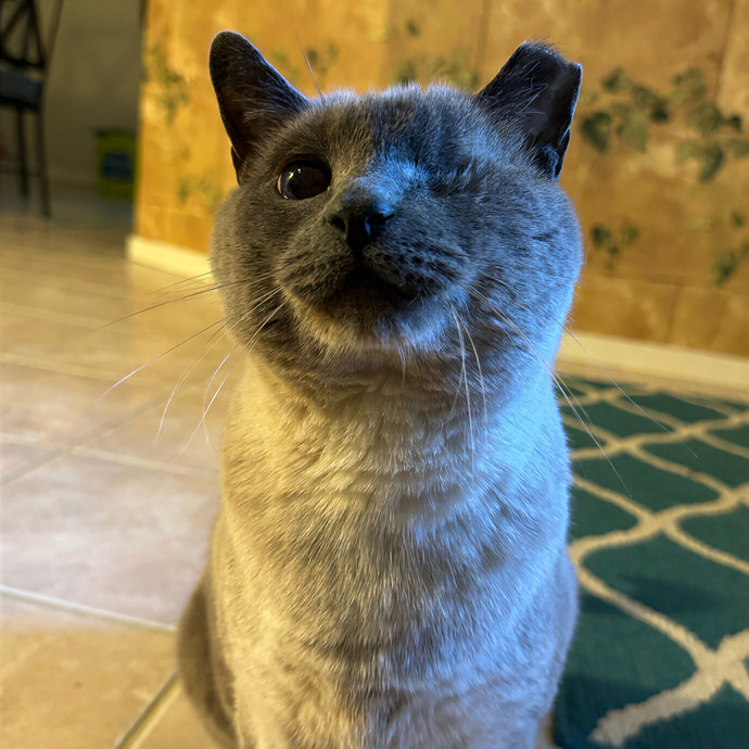 Lindsey's Sacramento Cat Sitting photo 3