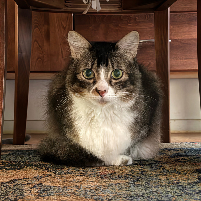 Lindsey's Sacramento Cat Sitting photo 2