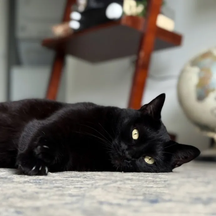 Ashley's Feline Friends