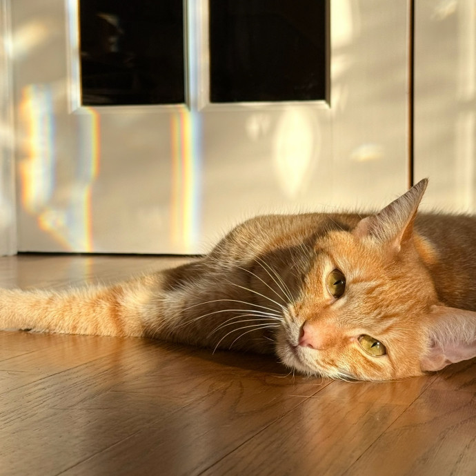 Ashley's Feline Friends photo 3