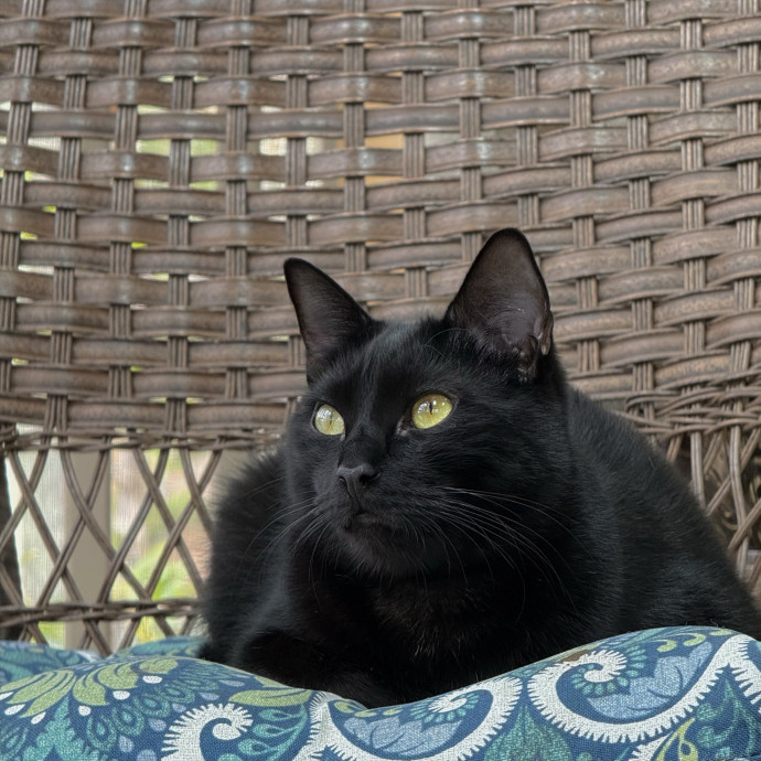 Ashley's Feline Friends photo 2