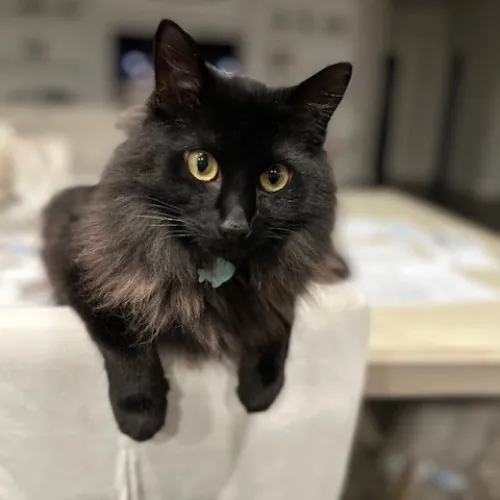 Adriana Stress-Free Care