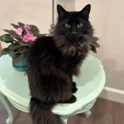 Adriana Stress-Free Care