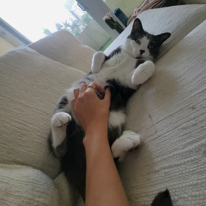 Natalia's Kitty Cuddle Care