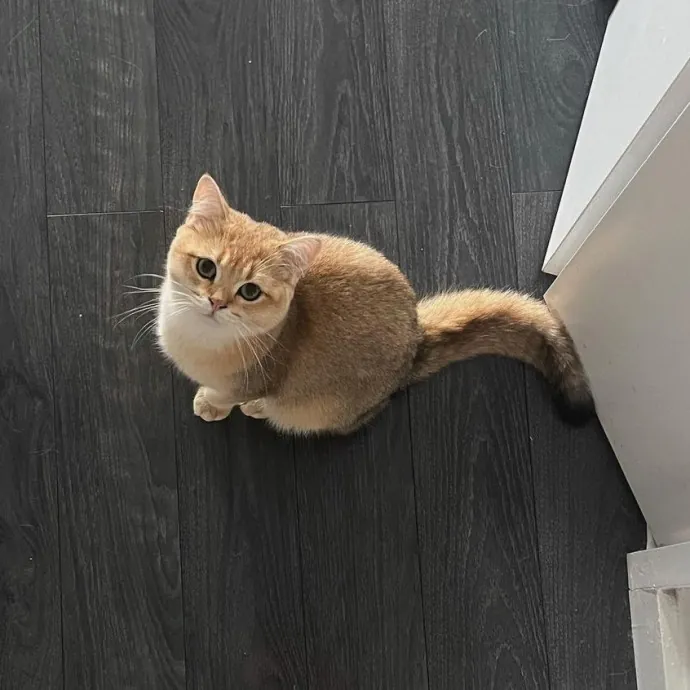 Natalia's Kitty Cuddle Care