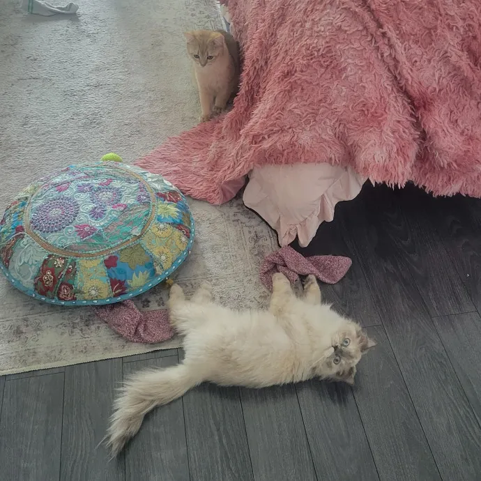 Natalia's Kitty Cuddle Care