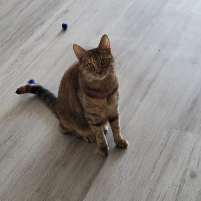 Natalia's Kitty Cuddle Care