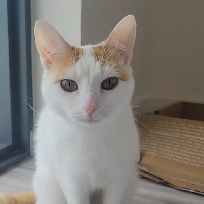 Natalia's Kitty Cuddle Care