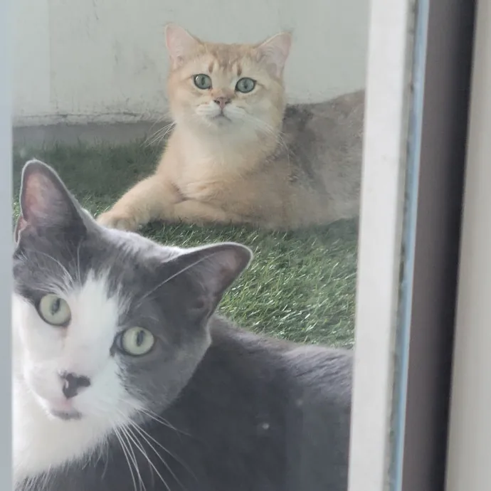 Natalia's Kitty Cuddle Care