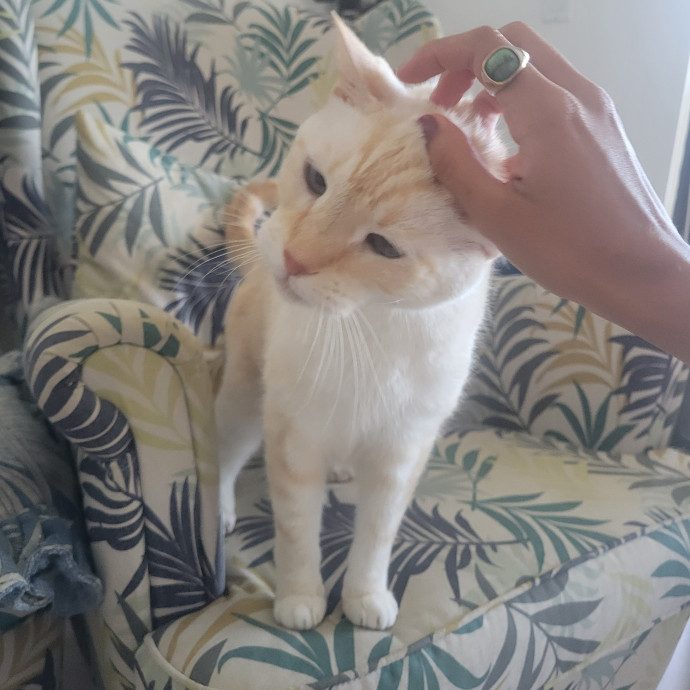 Natalia's Kitty Cuddle Care