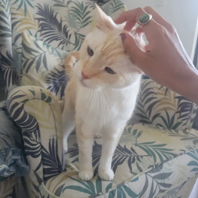 Natalia's Kitty Cuddle Care