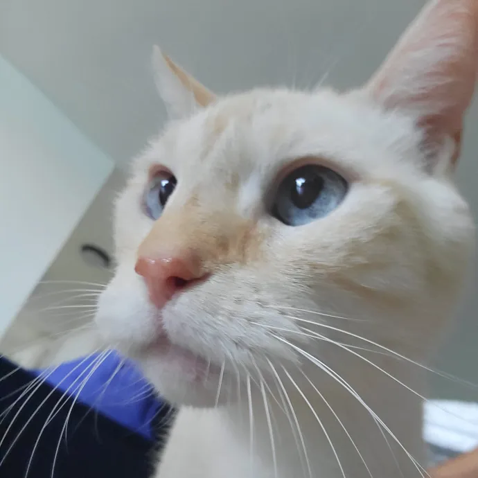 Natalia's Kitty Cuddle Care