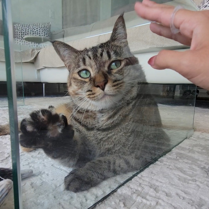 Natalia's Kitty Cuddle Care