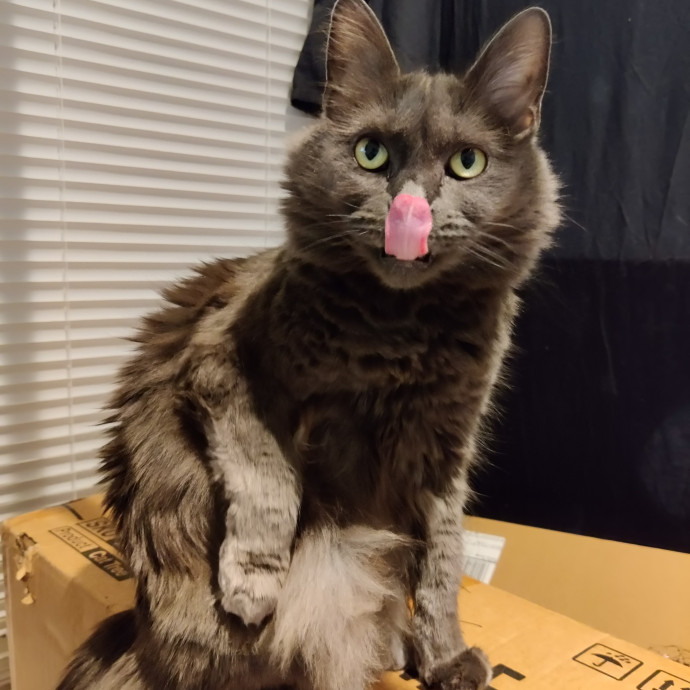 The Kat's Meow - Cat Sitter Kannapolis