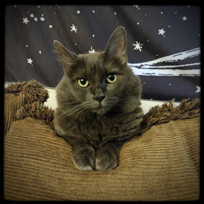 The Kat's Meow - Cat Sitter Kannapolis