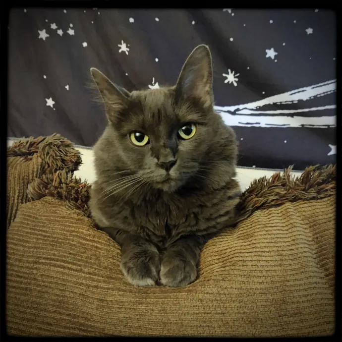 The Kat's Meow - Cat Sitter Kannapolis