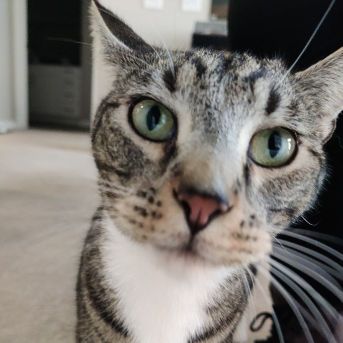 The Kat's Meow - Cat Sitter Kannapolis