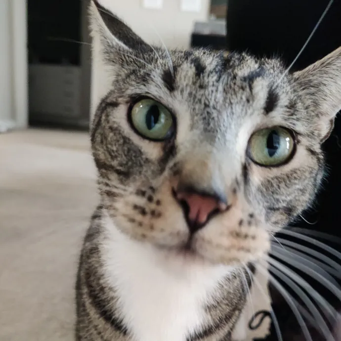 The Kat's Meow - Cat Sitter Kannapolis