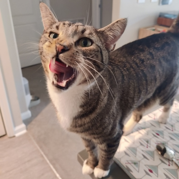 The Kat's Meow - Cat Sitter Kannapolis