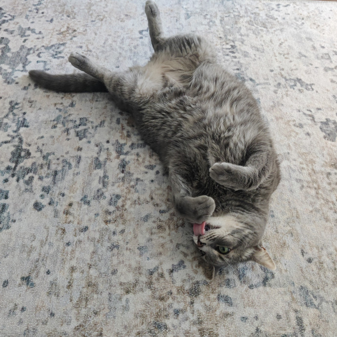 The Kat's Meow - Cat Sitter Kannapolis