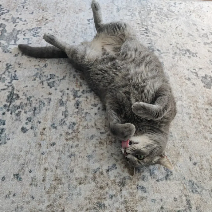 The Kat's Meow - Cat Sitter Kannapolis