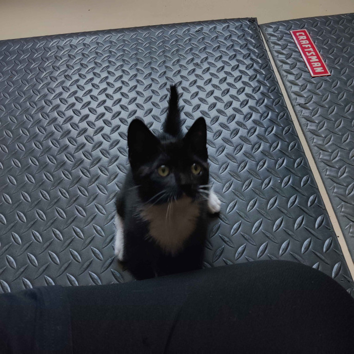 The Kat's Meow - Cat Sitter Kannapolis