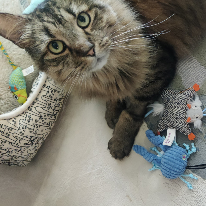 The Kat's Meow - Cat Sitter Kannapolis