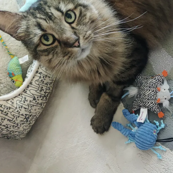 The Kat's Meow - Cat Sitter Kannapolis
