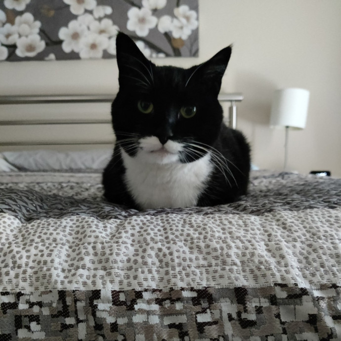 The Kat's Meow - Cat Sitter Kannapolis
