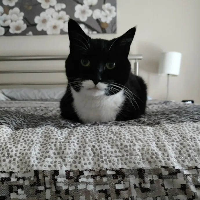 The Kat's Meow - Cat Sitter Kannapolis