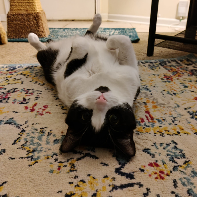 The Kat's Meow - Cat Sitter Kannapolis