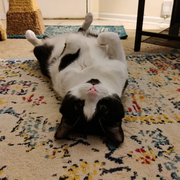 The Kat's Meow - Cat Sitter Kannapolis