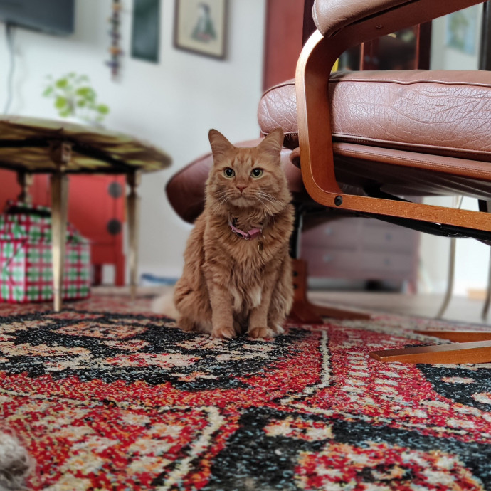 The Kat's Meow - Cat Sitter Kannapolis