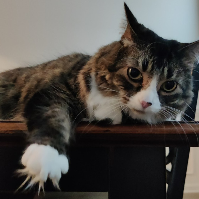 The Kat's Meow - Cat Sitter Kannapolis