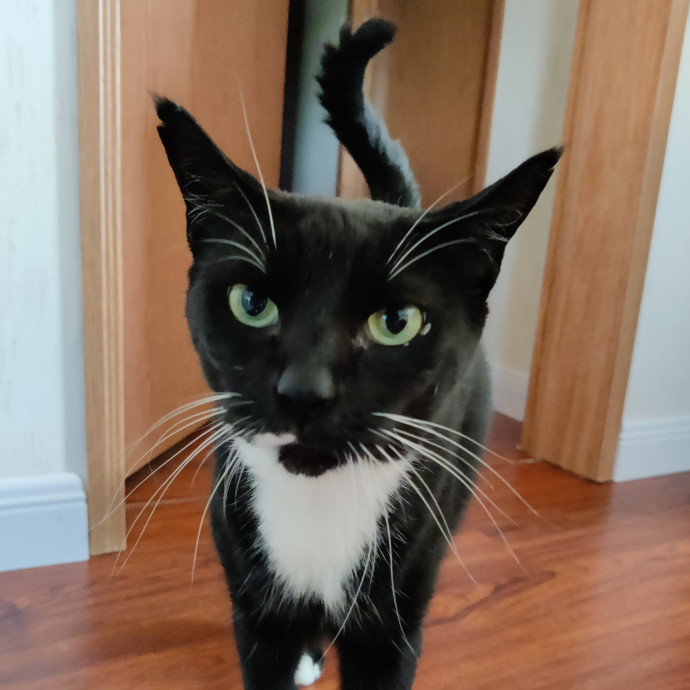 The Kat's Meow - Cat Sitter Kannapolis