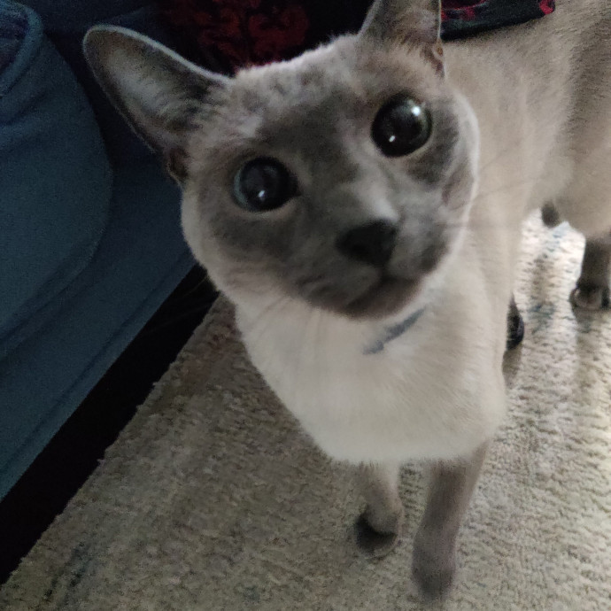 The Kat's Meow - Cat Sitter Kannapolis