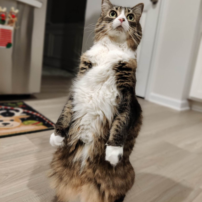 The Kat's Meow - Cat Sitter Kannapolis