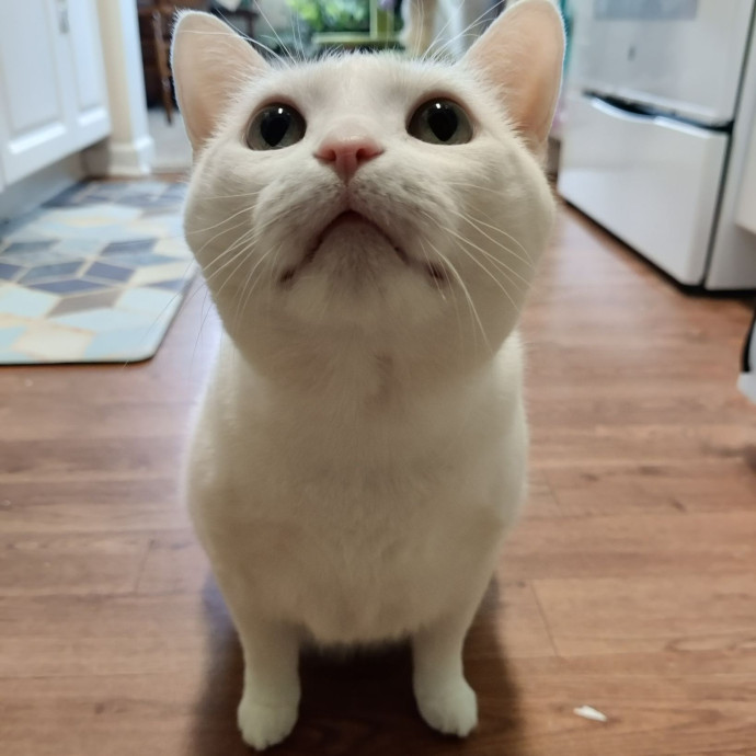 The Kat's Meow - Cat Sitter Kannapolis